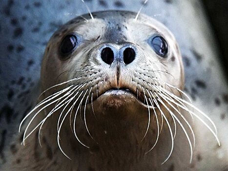 Ученые обнаружили, что усы тюленей являются секретным оружием