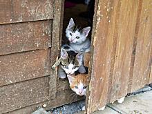 На улице Усиевича отметят День кошек