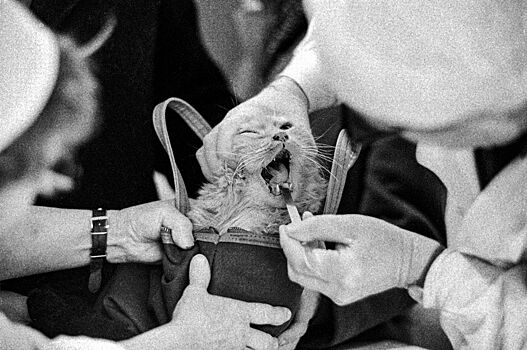 То лапы ломит, то хвост отваливается: ко Дню кошек Главархив напомнил про свою онлайн-книгу о развитии ветеринарии