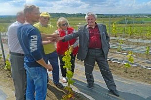 Студенты из Полесска выращивают для земляков элитные сорта винограда