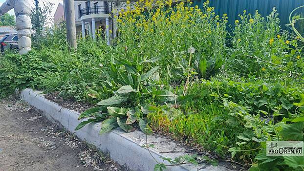 В Оренбурге с 26 по 28 июня проведут масштабный покос травы и уборку мусора