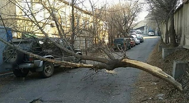 Во Владивостоке КамАЗ зацепил дерево, оно рухнуло на легковушку