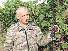 Виноделы средней полосы – не фантастика