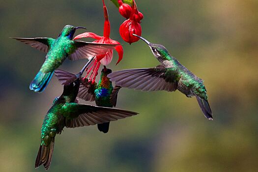 Ученые изучили «алкоголизм» колибри