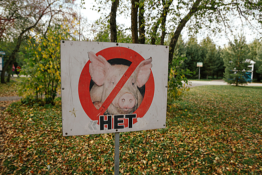 "Невозможно жить": сельчанка пожаловалась на ужасающую вонь от кузбасской свинофермы