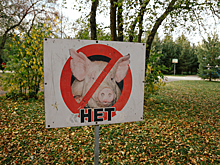 "Невозможно жить": сельчанка пожаловалась на ужасающую вонь от кузбасской свинофермы