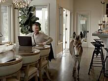 Мужчина бросил успешную карьеру ради помощи ослам