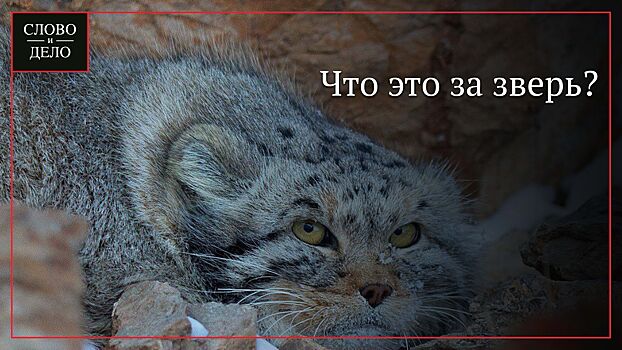 Самые редкие и необычные животные российских зоопарков