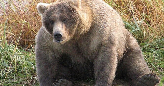 Дикий медведь распугал жителей Вилючинска на Камчатке (ВИДЕО)