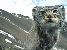 Алтайский кот-манул восхитил иностранцев