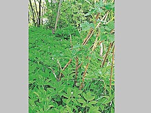 Нижегородцам рассказали, чем полезна сныть и надо ли от нее избавляться