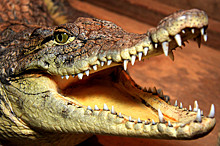 Турист чудом спасся от атаковавшего его крокодила
