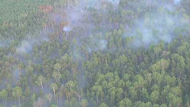 По фактам лесных пожаров в РФ возбудили 277 уголовных дел