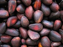 Дикоросы Приморья – под надёжной охраной сотрудников краевой таможни