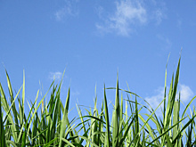 Четыре всадника аллергии: в Самаре сохраняется высокая активность пыльцы