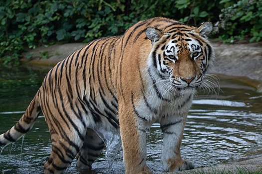 Для АПК Приамурья стало выгодно заселять местность тиграми - эксперт
