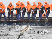 Первый весенний улов из озера Цяньдаоху в Чжэцзяне поможет медикам на переднем крае борьбы с эпидемией COVID-19
