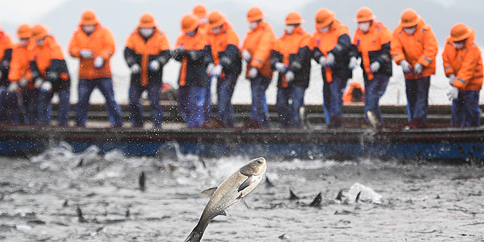 Первый весенний улов из озера Цяньдаоху в Чжэцзяне поможет медикам на переднем крае борьбы с эпидемией COVID-19