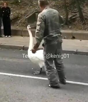 Важный лебедь в Светлогорске отказывался уходить с дороги у озера Тихого