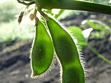 СМИ: американские производители сои потеряют $6 млрд