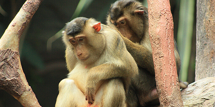 Ветеринары в Подмосковье в 2020 году осмотрели около 130 обезьян