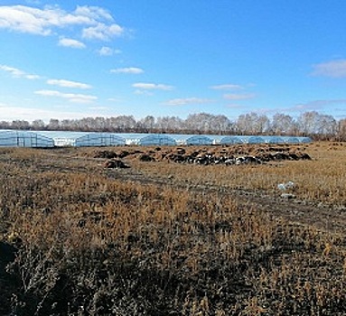 В Самарской области нашли незаконные теплицы