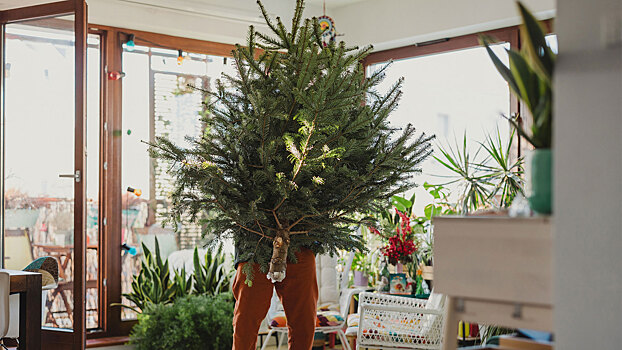 2 года тюрьмы и 3 млн штрафа: где взять живую ёлку безнаказанно