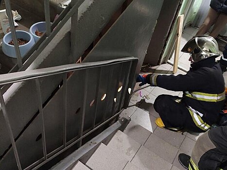 В Москве спасли застрявшую под лестницей кошку
