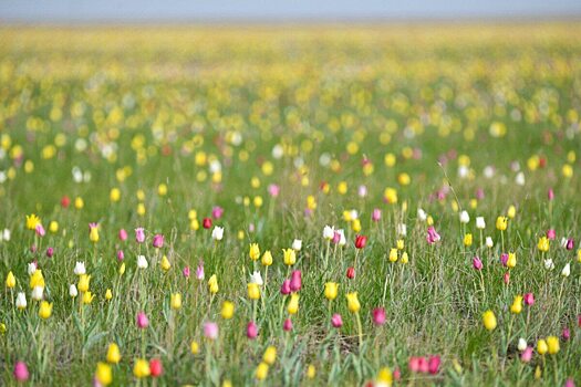 Тюльпанная степь в Саратовской области стала особо охраняемой природной территорией