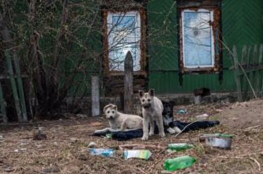 Остров Кровавый. В центре Красноярска живодёры убивают собак