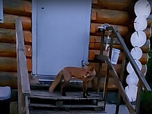 Нижегородцы встретили лису у частного дома в Лесном Городке