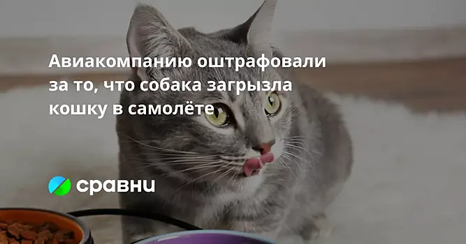 Авиакомпанию оштрафовали за то, что собака загрызла кошку в самолёте