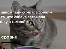 Авиакомпанию оштрафовали за то, что собака загрызла кошку в самолёте