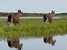 Шурышкарцы сняли на видео забег лосей