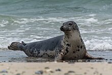 В Дагестане обнаружили сотни мертвых тюленей