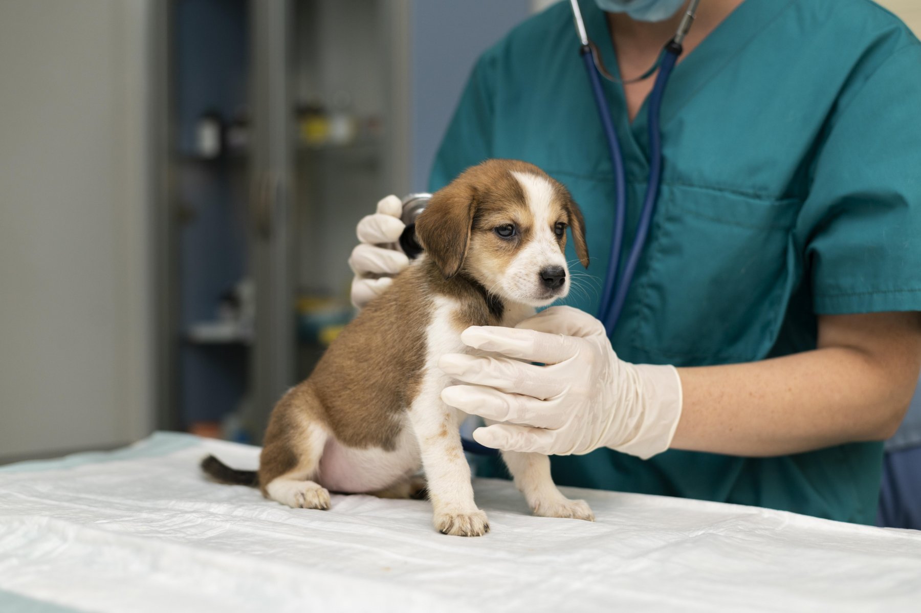 В Кунцевской ветеринарной лечебнице проведут акцию по комплексной вакцинации собак