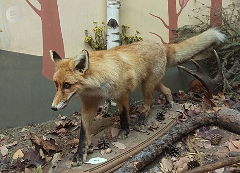 В Удмуртии выявлен первый в 2026 году случай бешенства