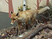 В Удмуртии выявлен первый в 2026 году случай бешенства