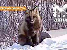 В российском регионе заметили и сняли на видео редкую чернобурую лису