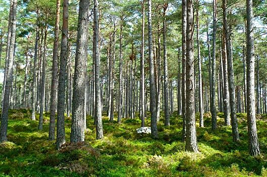 Глава экологического общества РФ: Экоповестка объединяет страны ШОС