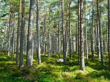 Глава экологического общества РФ: Экоповестка объединяет страны ШОС