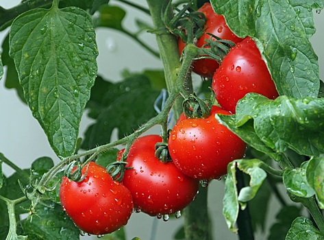 Три ингредиента на зависть соcедям: как подкормить помидоры
