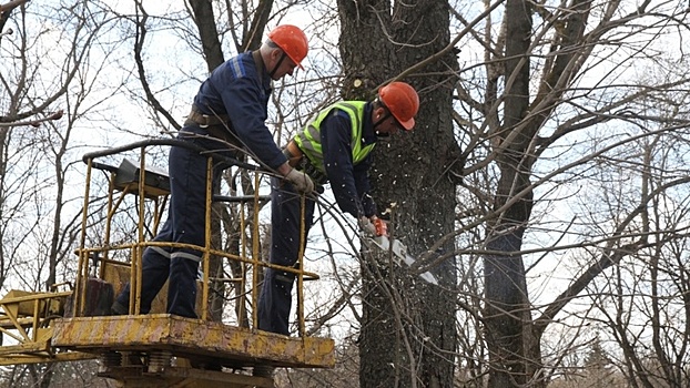 Глава Краснодара поручил создать службу по содержанию деревьев