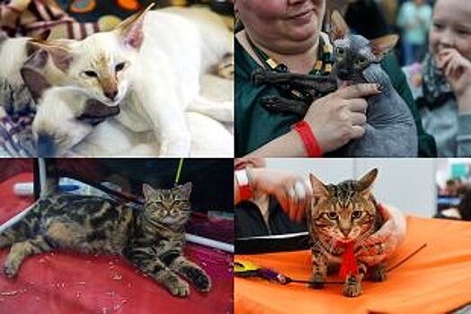 Лысые, ушастые и мохнатые. Топ-5 редких пород кошек
