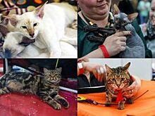Лысые, ушастые и мохнатые. Топ-5 редких пород кошек