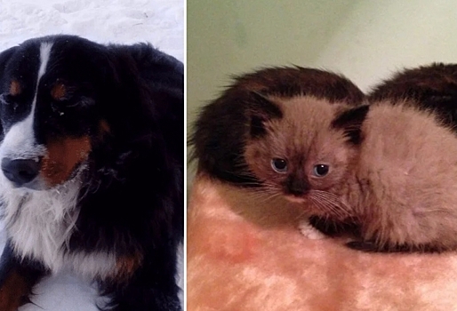 В Омске пес спас из снежной ямы двух новорожденных котят