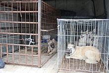 В Салехарде выплатят компенсацию пострадавшим от нападения собак детям