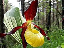 В Костромской области впервые за 80 лет нашли редкое растение