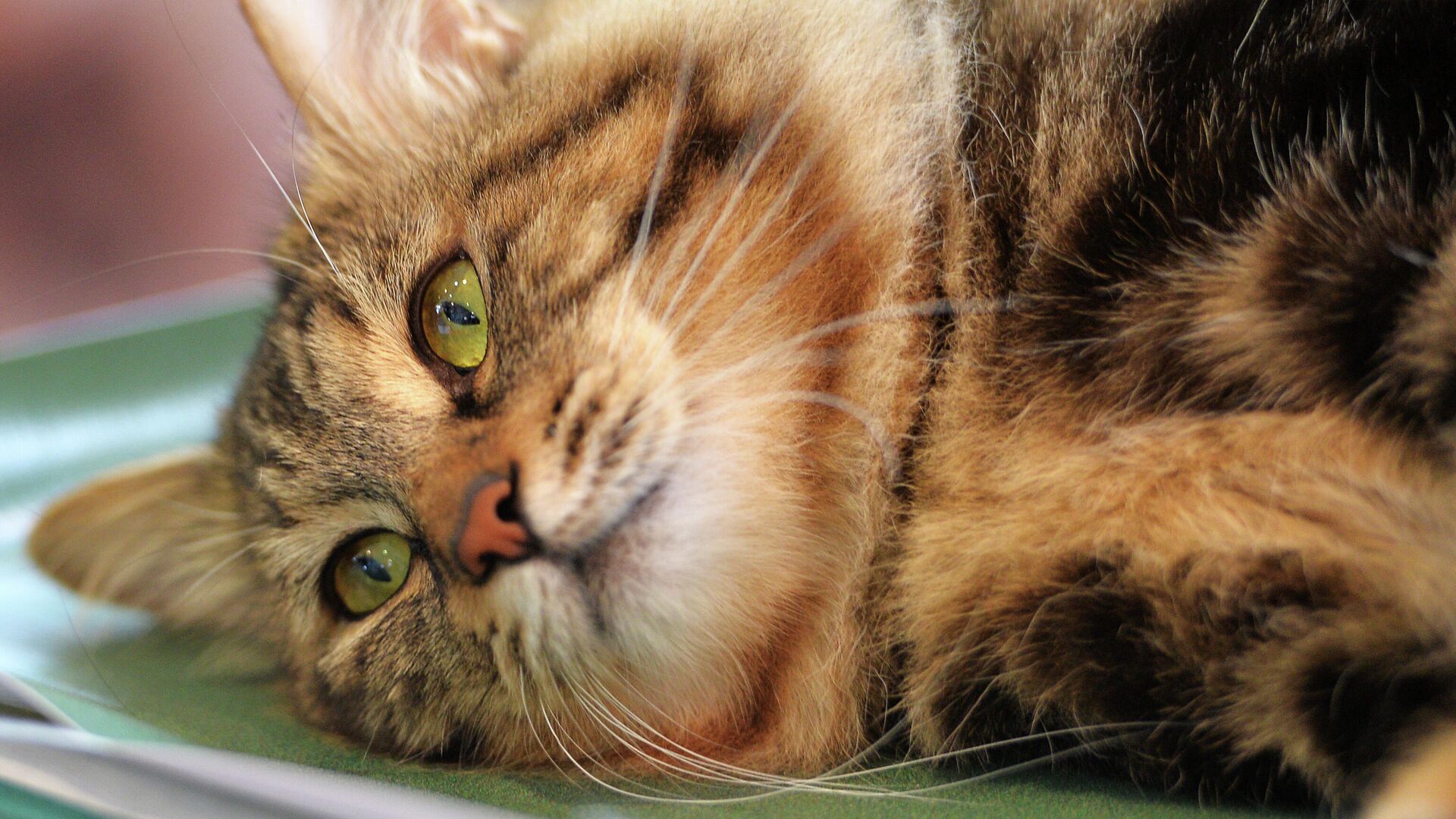 Численность домашних питомцев в РФ вырастет на 10% в ближайшие пять лет