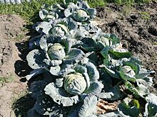 39-летний житель Шарыпово пытался похитить с дачного участка более 200 кг овощей